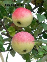 Apfel von Croncels alte Sorte 130-150cm  J040 