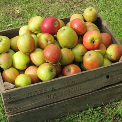 Obstverkauf im Hofladen Tastrupfeld
