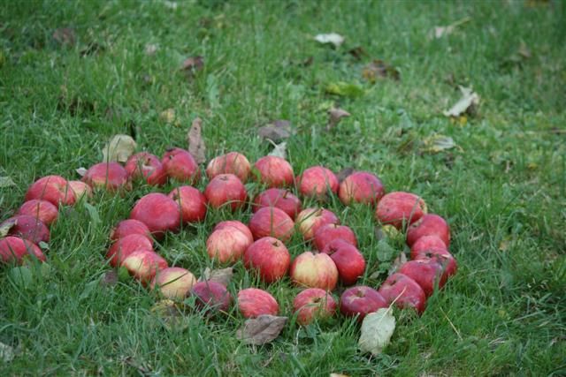 Apfelspirale im Pomarium